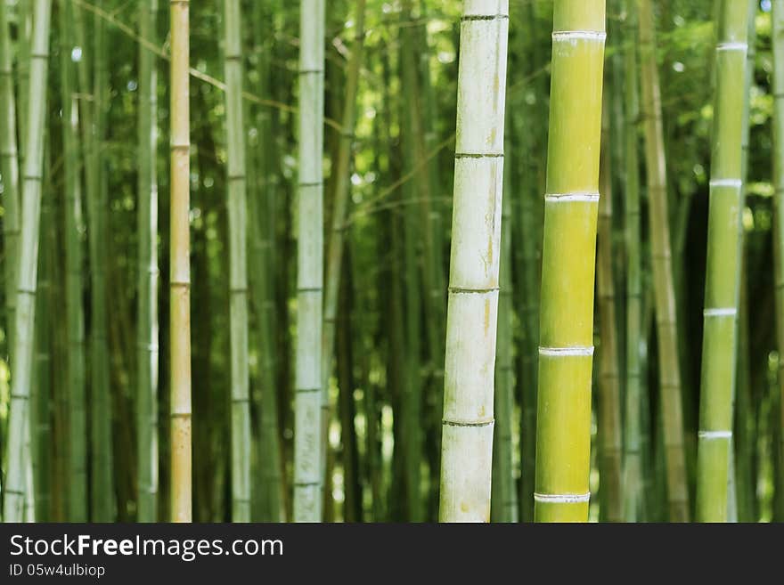 Background with green bamboo in garden