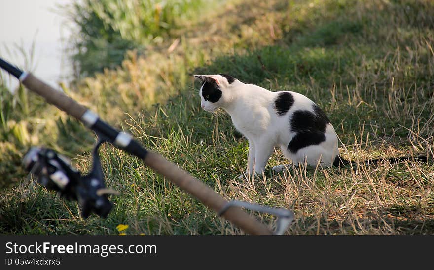 Cat on fishing