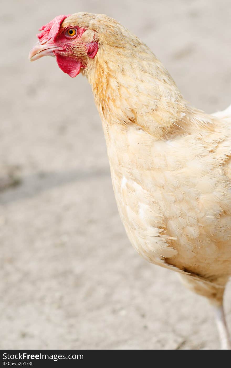 Chicken female close-up portrait. Chicken female close-up portrait