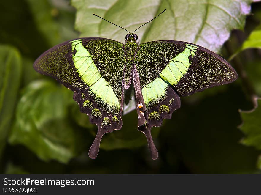 Close up shot of butterfly