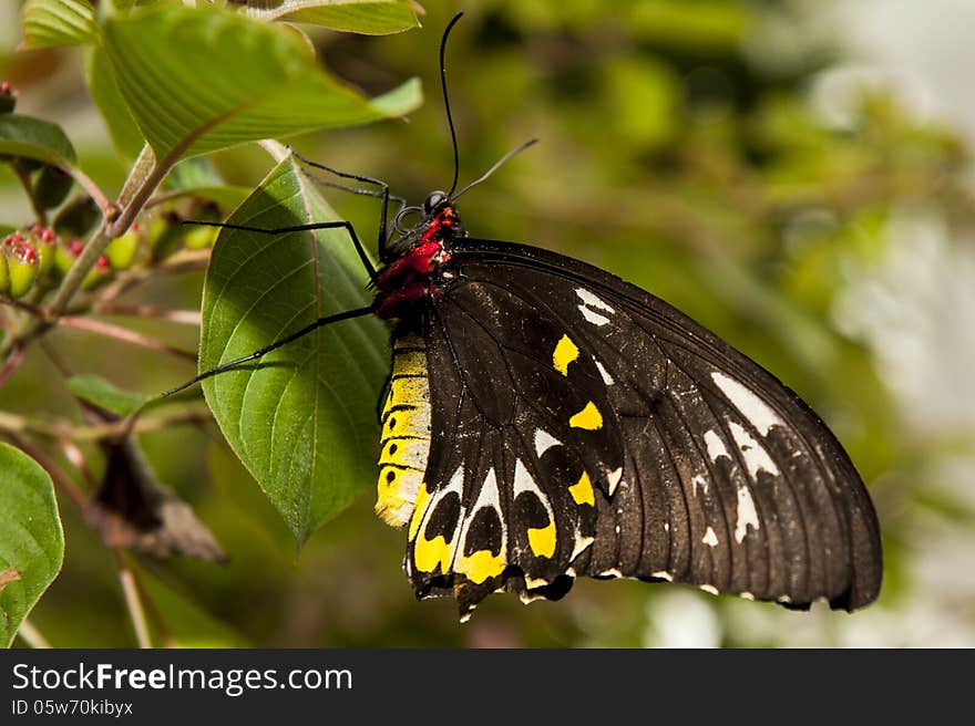 Close up shot of butterfly