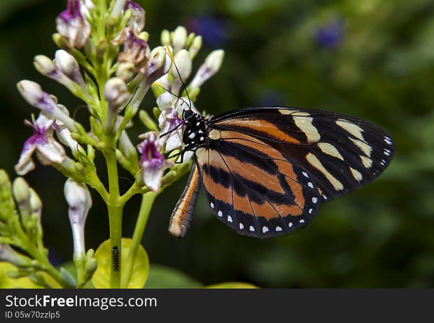 Close up shot of butterfly