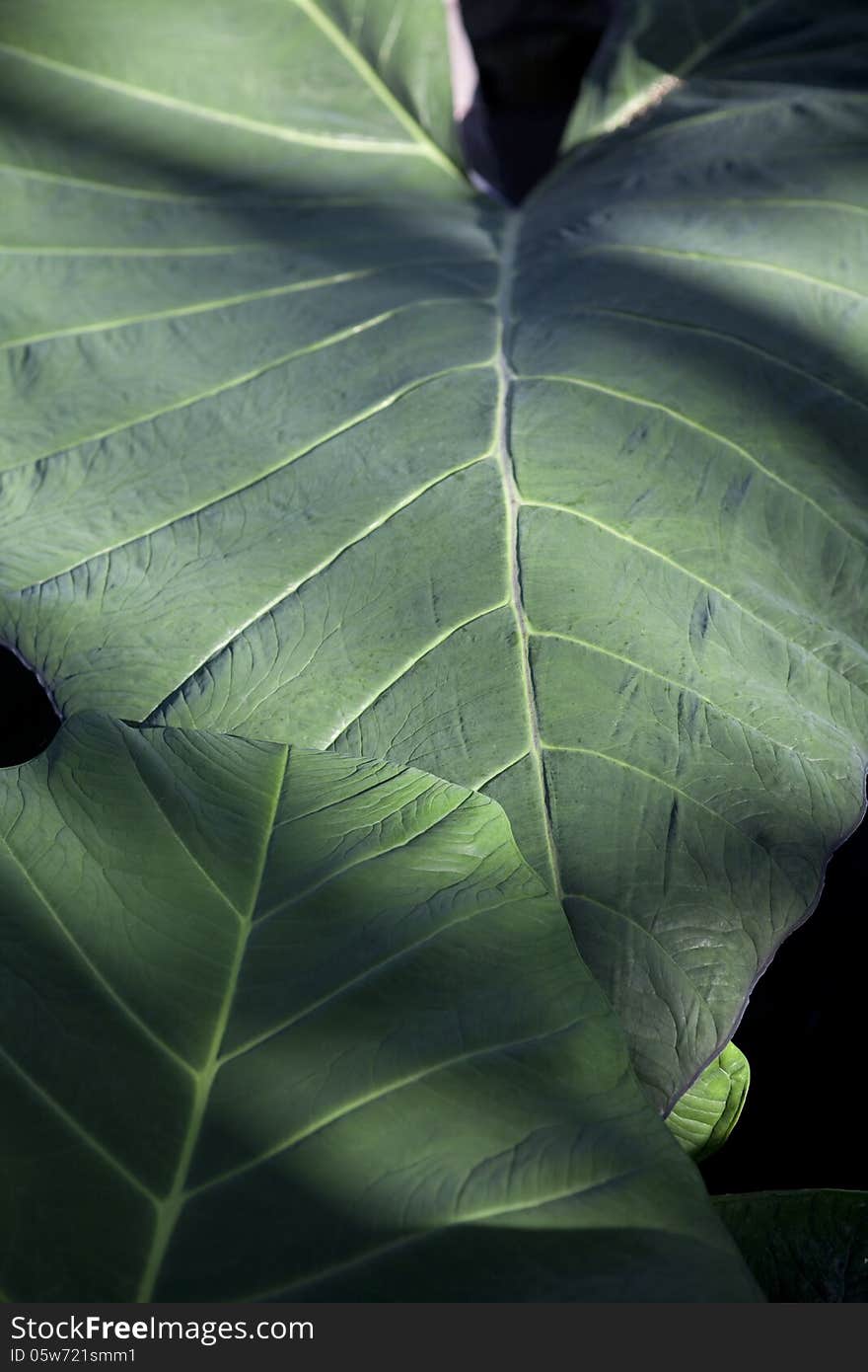 Close up of a leaf in the forest with sun light