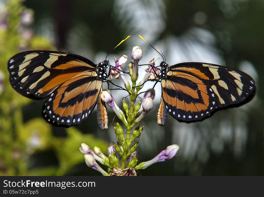 Two beautiful butterflies on flower