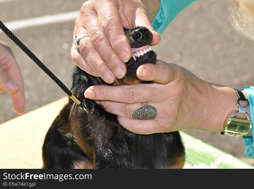 Summer show dog, city of Orenburg, Southern Ural, Russia