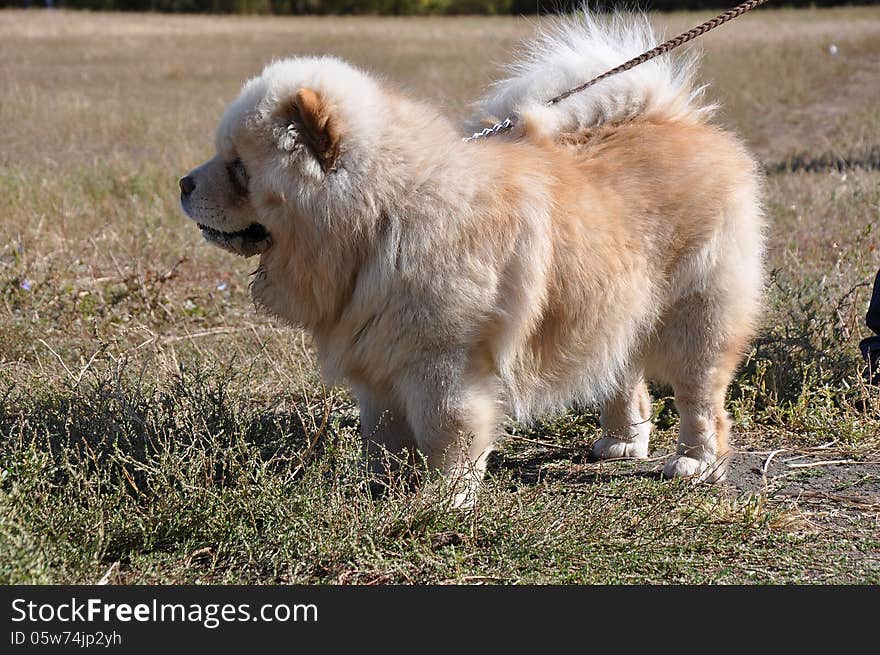 Summer show dog, city of Orenburg, Southern Ural, Russia