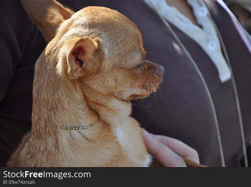 Summer show dog, city of Orenburg, Southern Ural, Russia