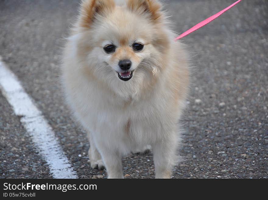 Summer show dog, city of Orenburg, Southern Ural, Russia