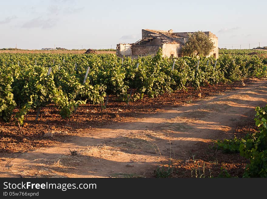 Old house in grapevines at sunset. Sicily. Old house in grapevines at sunset. Sicily