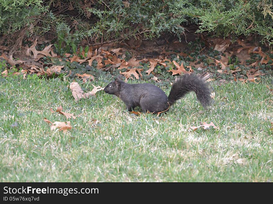 Black Squirrel