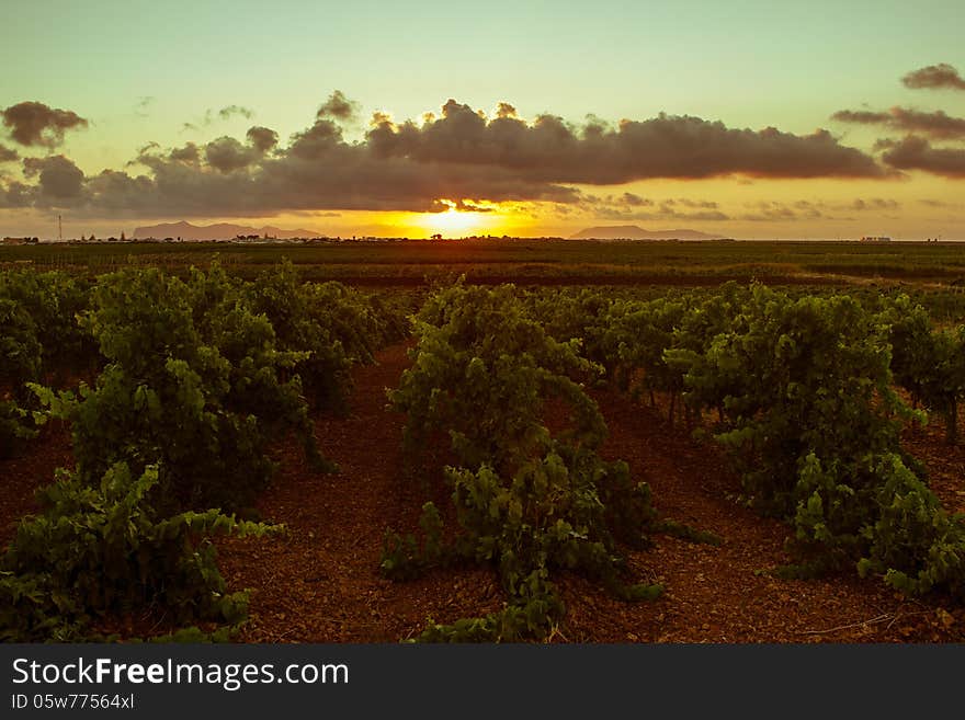 Sicilian grapevines at sunset