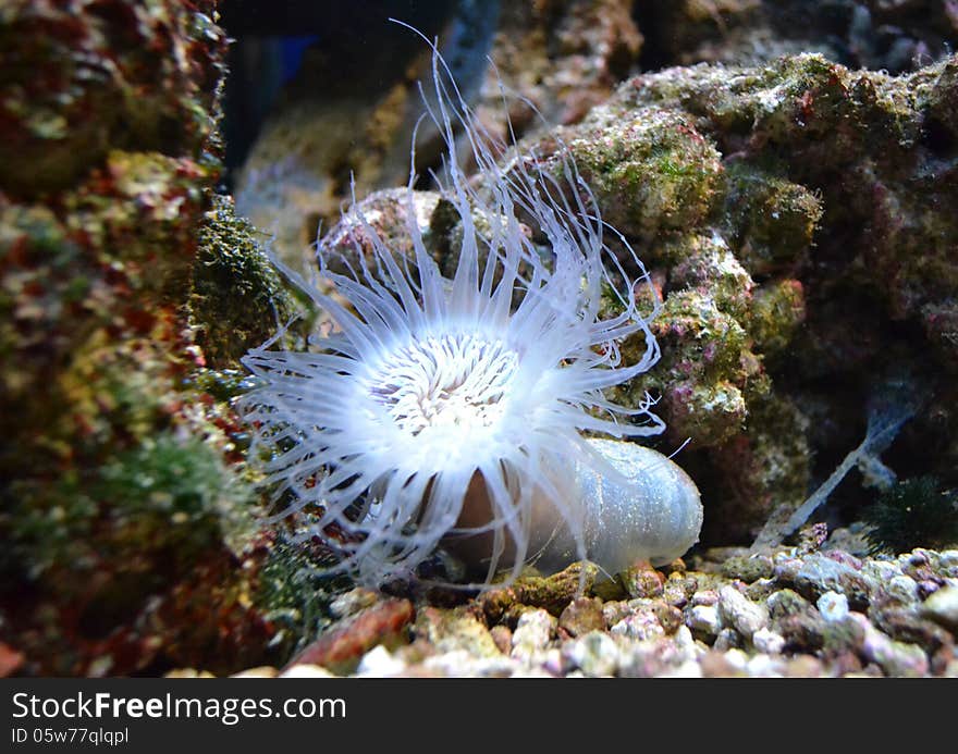 Sea anemone with white tentacles in the aquarium