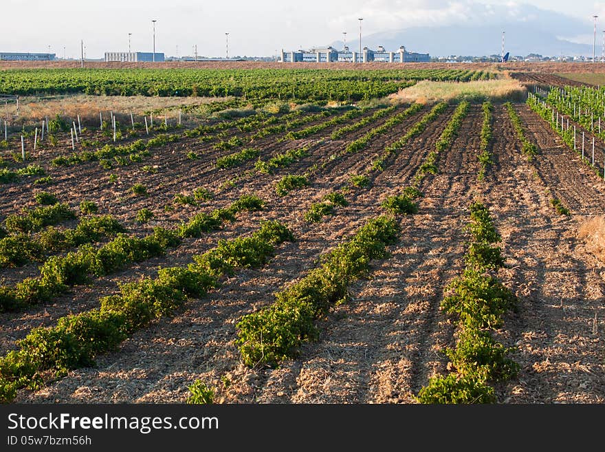 Commercial farming view at sunset, Mozzia, Sicily. Commercial farming view at sunset, Mozzia, Sicily.