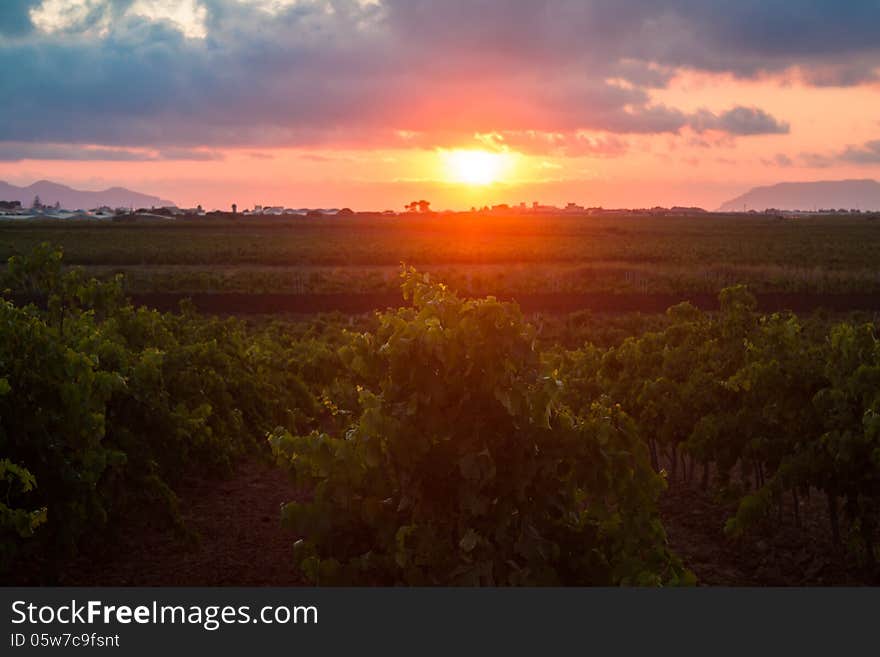 Sicilian Grapevines At Sunset