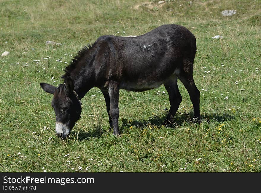 Grazing donkey