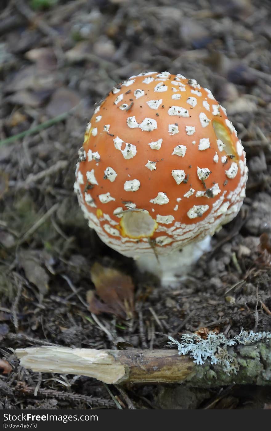 Amanita Mushroom.