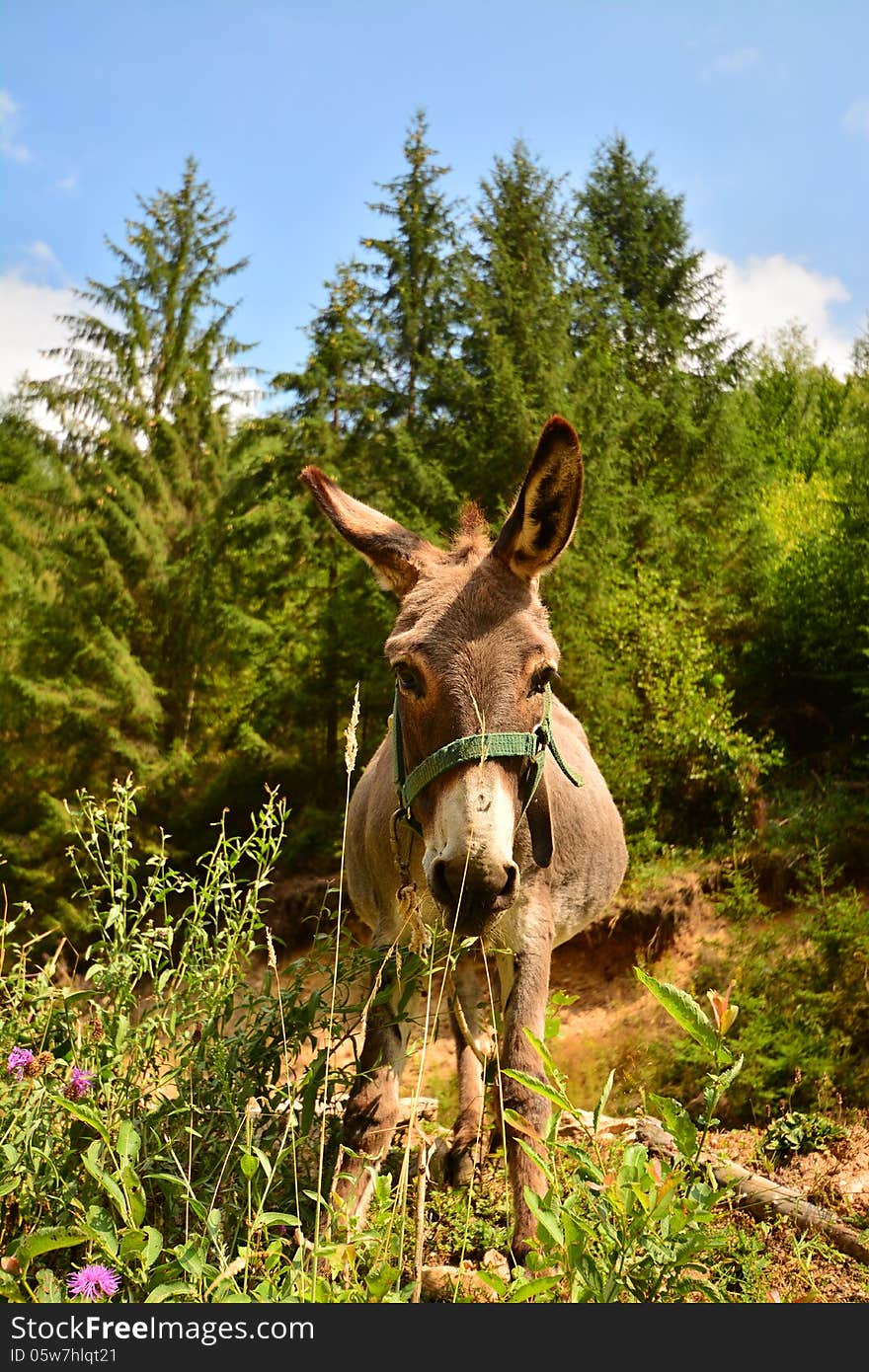 Posing donkey