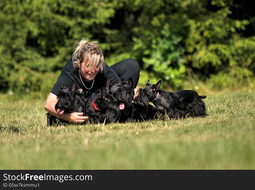 Young woman is preparing her scottish terriers for taking picture. Young woman is preparing her scottish terriers for taking picture.