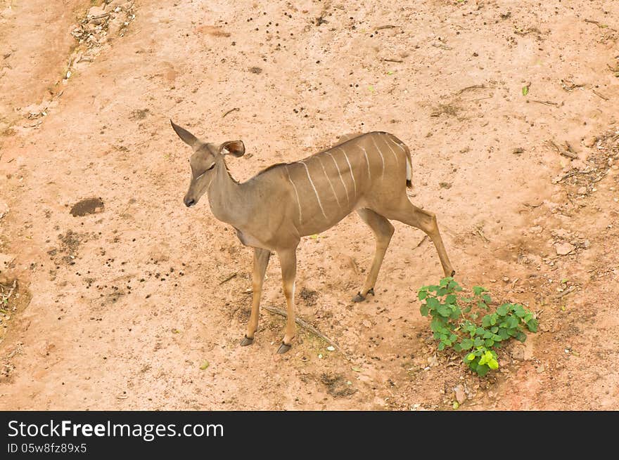 Nyala Deer from Top View