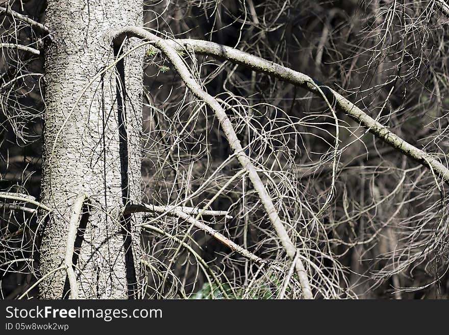 Leafless Tree Detail