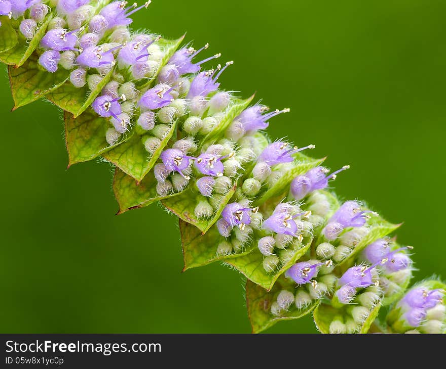 Flower