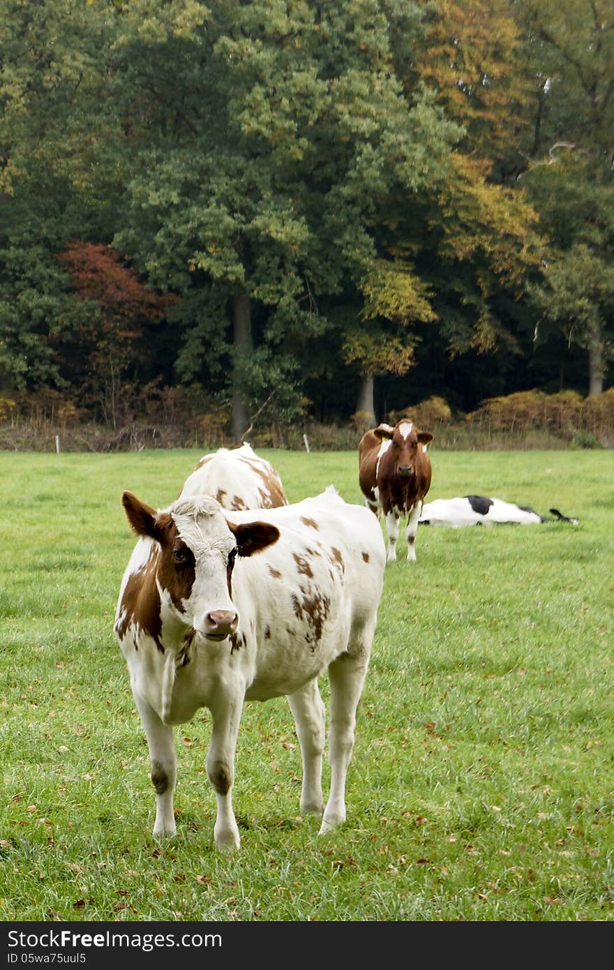 Brown and white cows