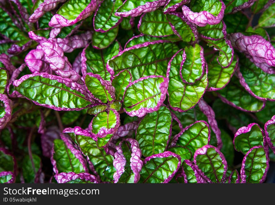 Green and Purple leaved plant