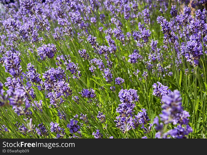 Closeup Of Lavender Field