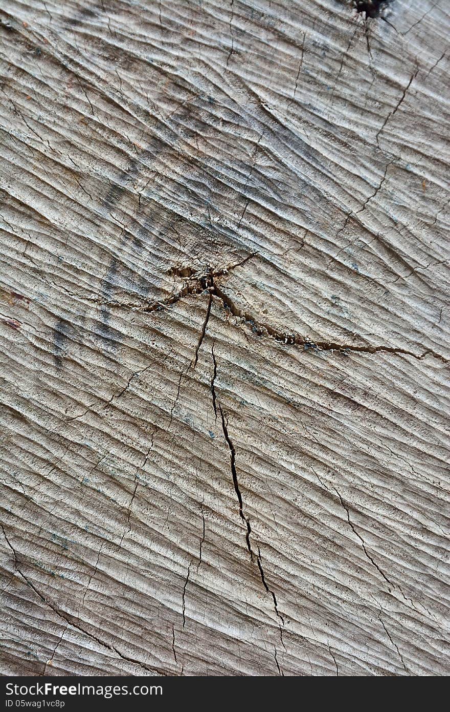 Texture of bark of cutted big tree. Texture of bark of cutted big tree