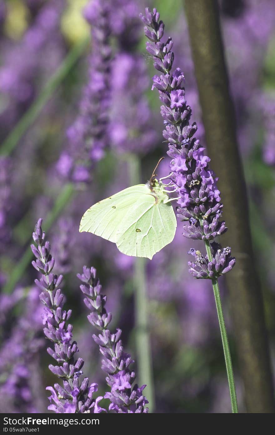 Butterfly on lavender