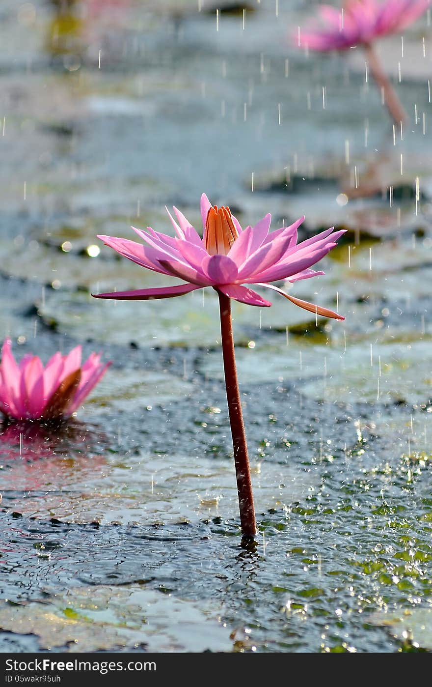 A pure beauty. Wild water Lotus Flower under the rain. A pure beauty. Wild water Lotus Flower under the rain.