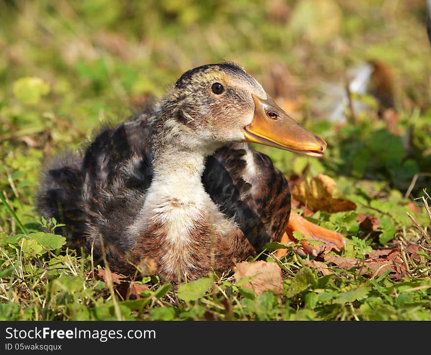 Funny newborn goose sitting in the grass. Funny newborn goose sitting in the grass