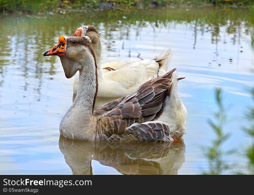 Pair of grey geese floating in pond. Pair of grey geese floating in pond