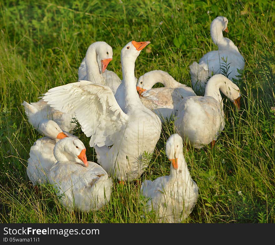 Gaggle of white geese on the green meadow. Gaggle of white geese on the green meadow