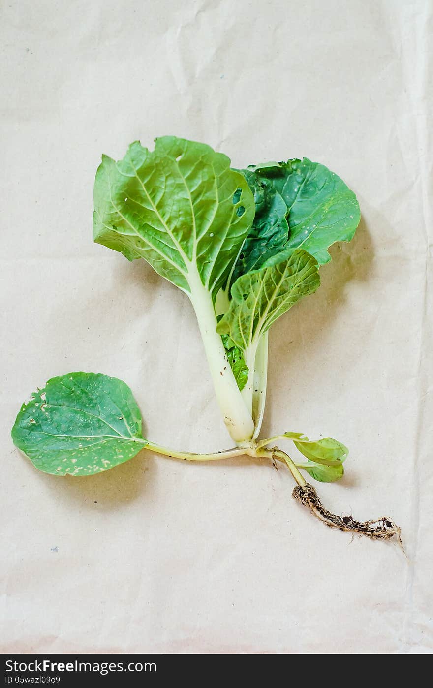 Bok Choi seedling