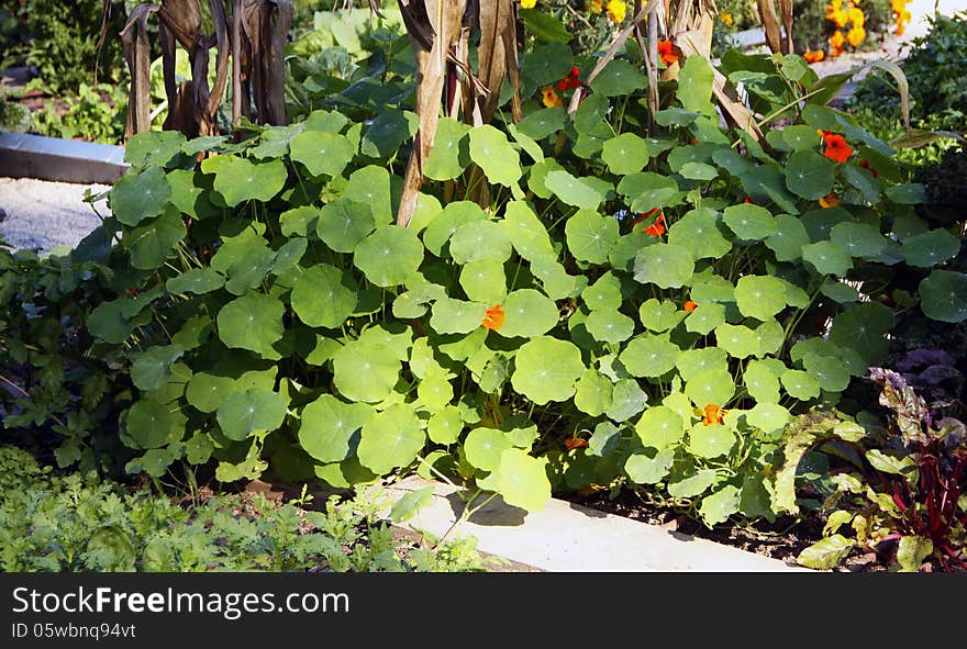 Nasturtium larger bush on the vegetable garden