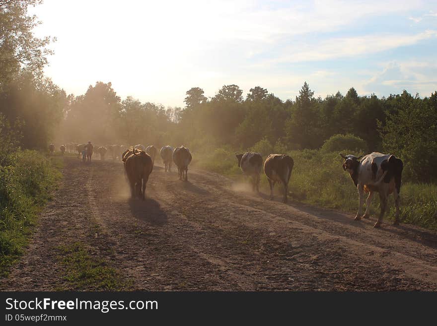 Cows Coming Back From Pasture