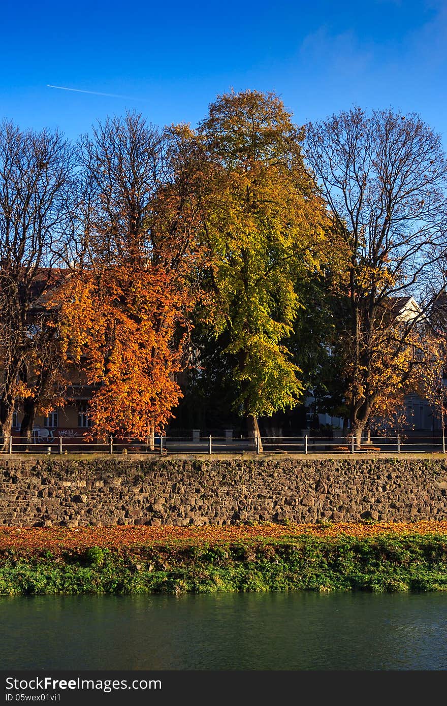 Autumn trees near the river