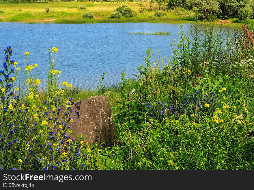 Tall grass and flowers on the lake