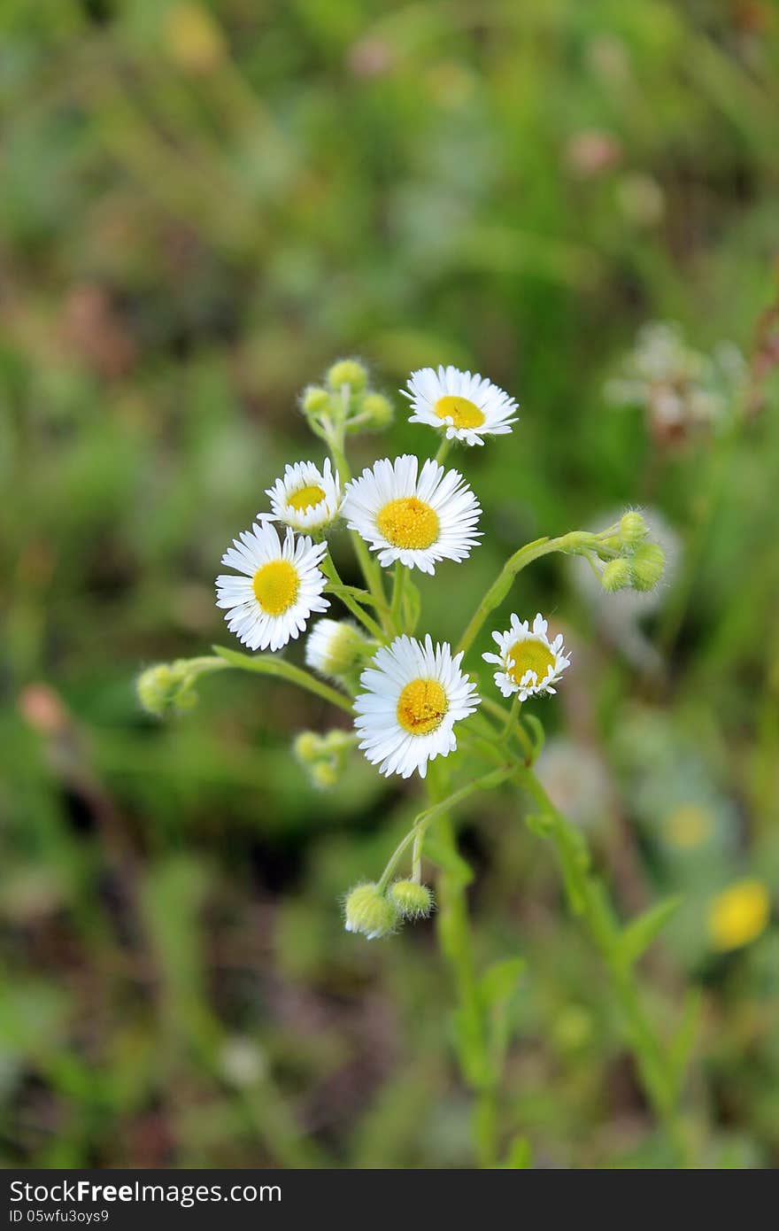 Two white beautiful chamomiles