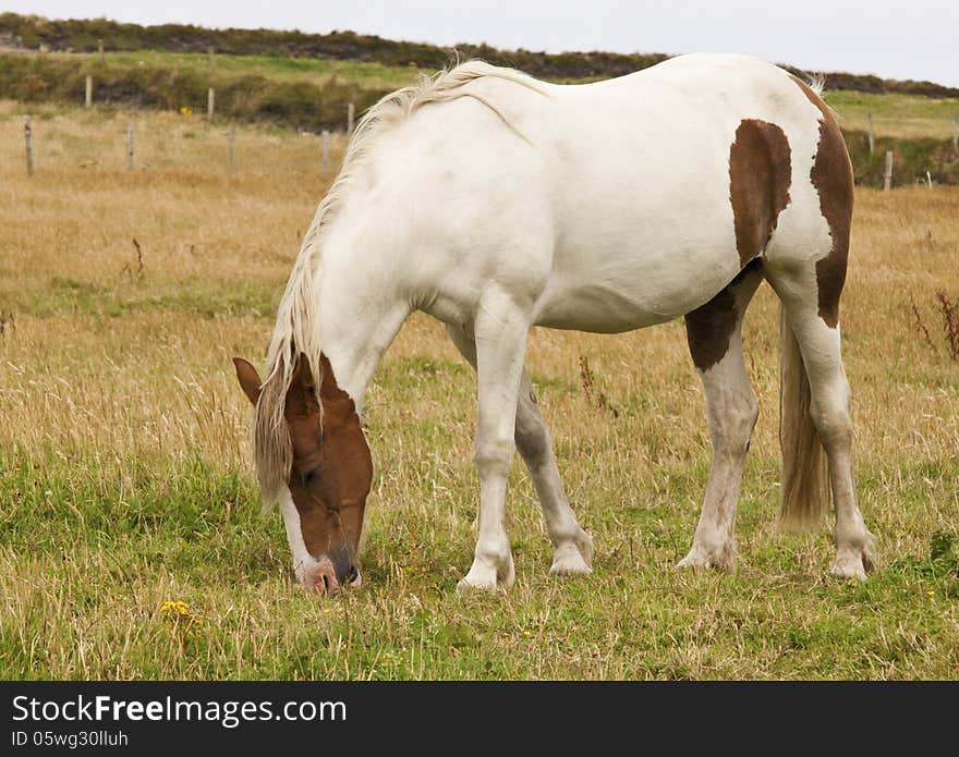 Horse eating grass in the field