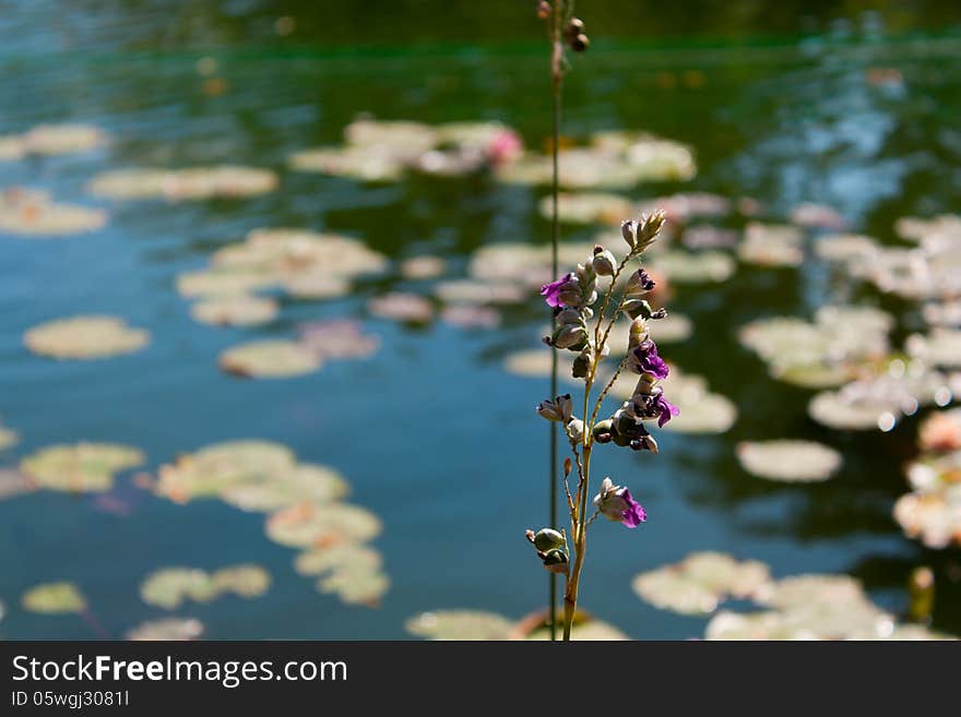 Branch On A Background Of Water