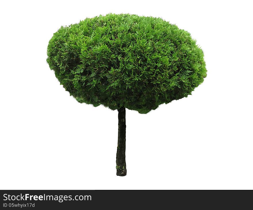 Green beautiful and roundl tree isolated