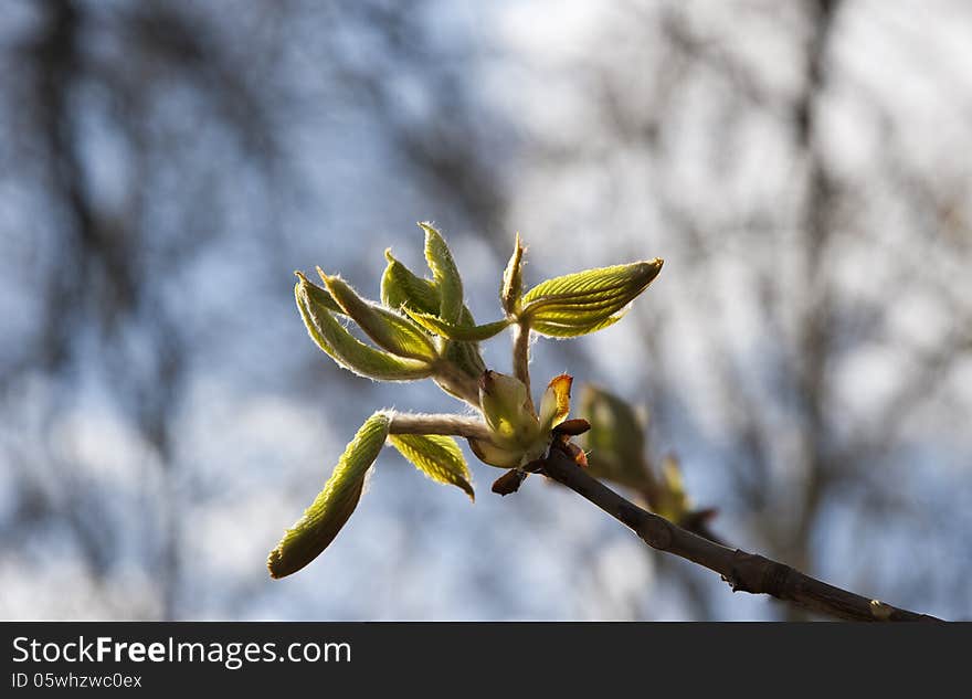 Flower of a chestnut in rear light. Flower of a chestnut in rear light