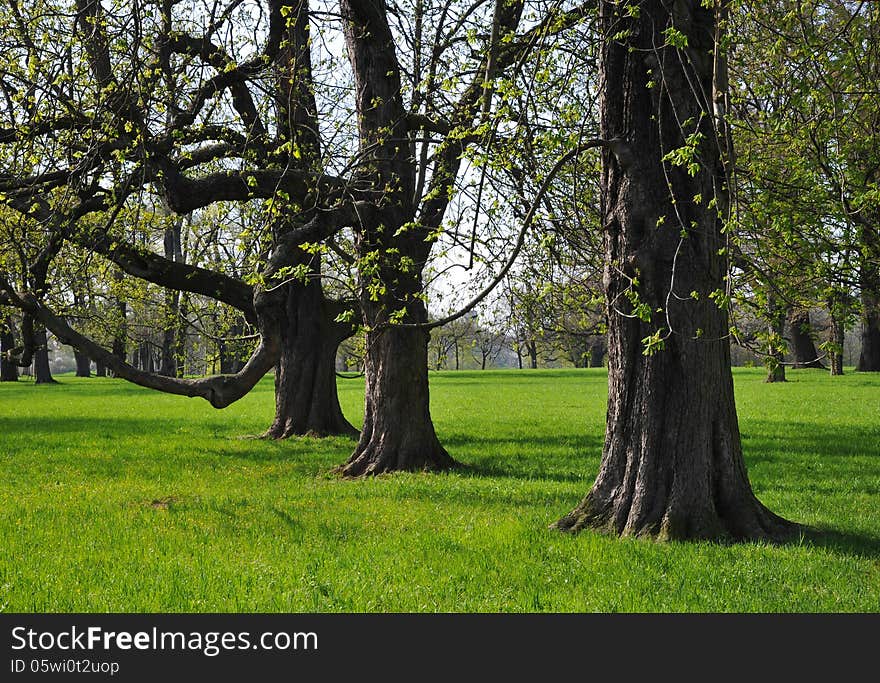 Flowering chestnuts