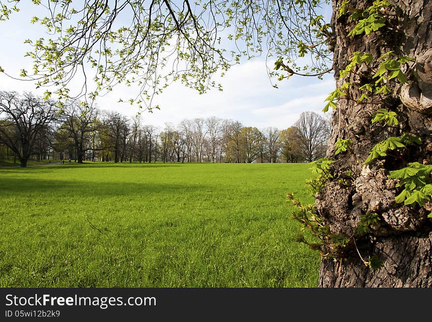 Meadow in the park