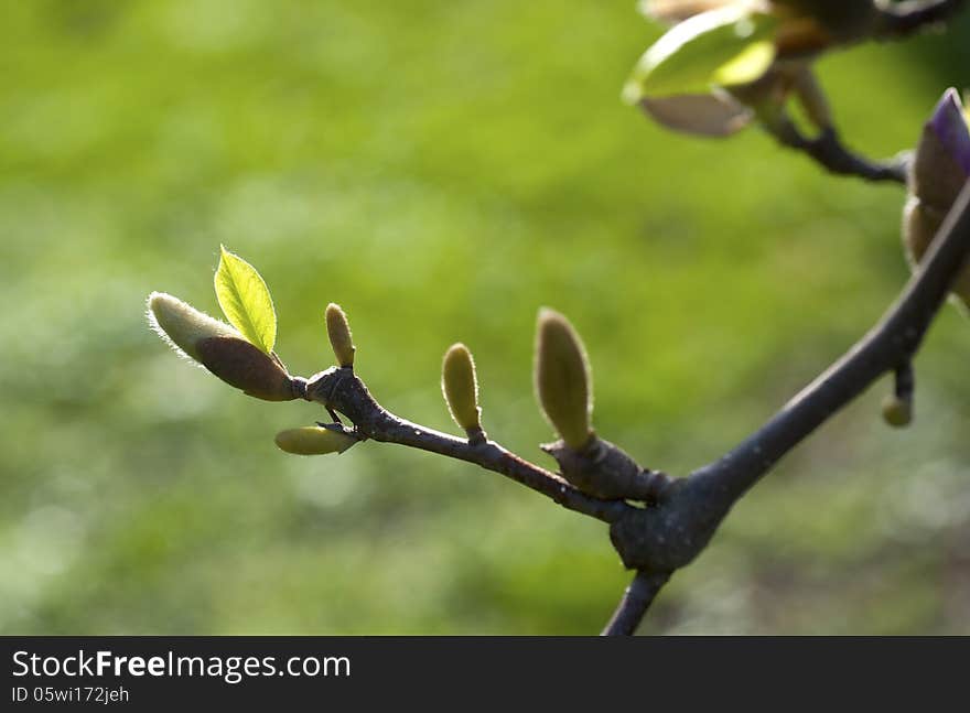 Delicate shooting blossom on a tree in the evening sunlight