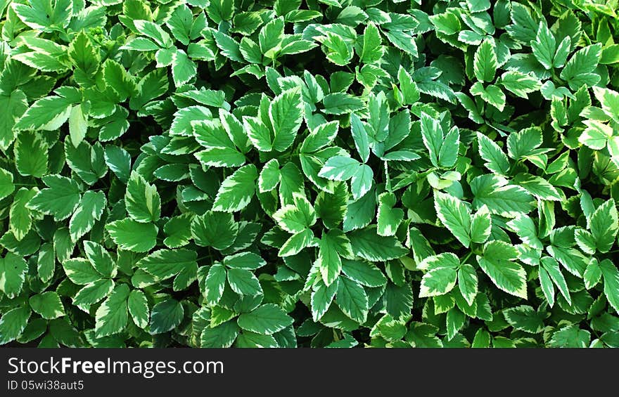 Green leaves wall.