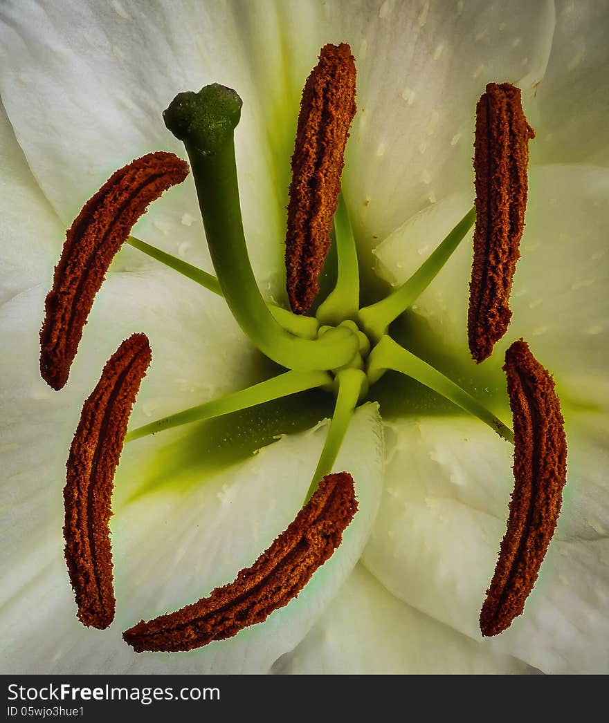 Tiger Lily Pistils and Antenna Macro/CloseUp