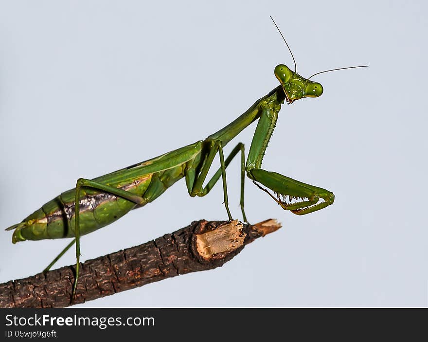 Green European Mantis standing on a wood stick Macro Closeup. Green European Mantis standing on a wood stick Macro Closeup